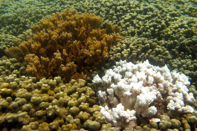 A bleached coral (right) compared with a healthy coral. (Image: Smithsonian's National Zoo/Flickr)