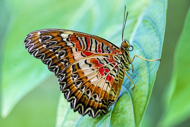 PIXABAY red lacewing 4507172 640